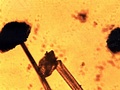 Grzyby pleśniowe pod mikroskopem. Fot. Jan Kalabiński